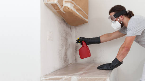 Professional Basement Mold Remediation technician working in Hydes, MD