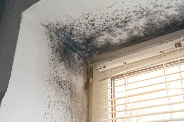 Affordable Basement Mold Remediation solutions in Hydes, MD